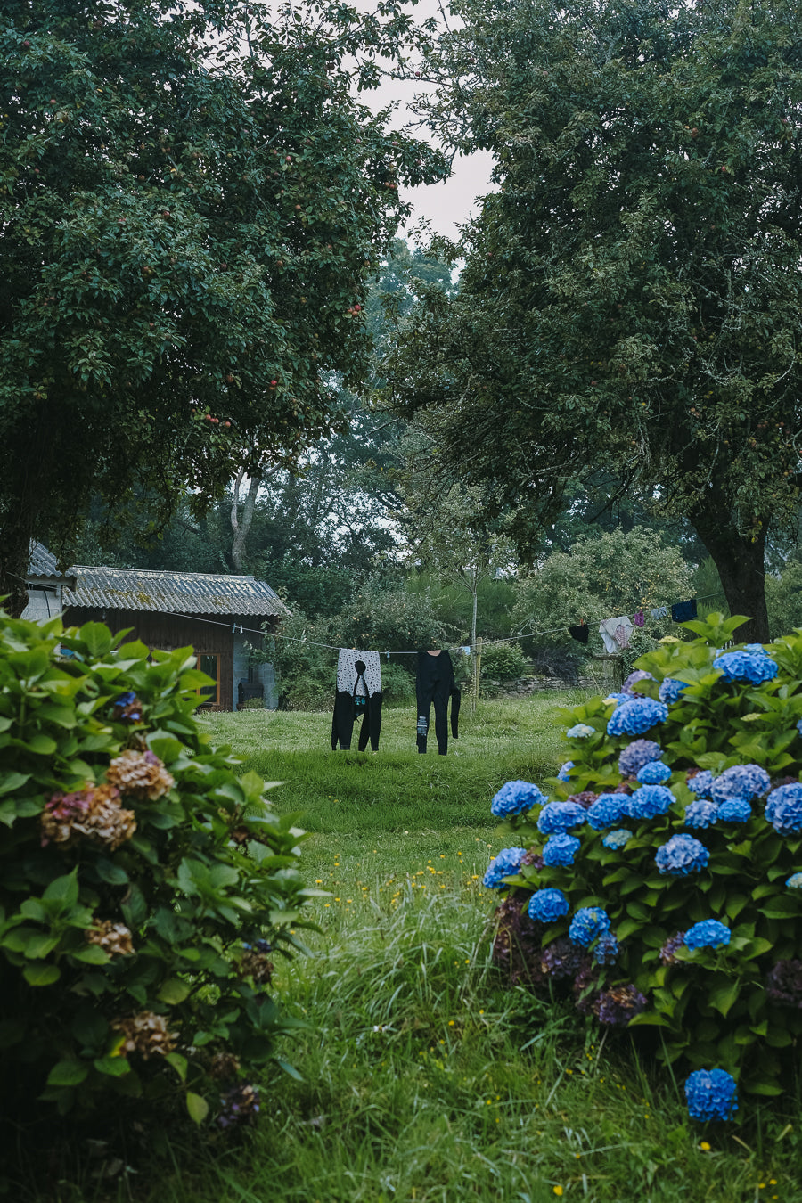 Wet suits drying on a line in a garden with blue flowers and greenery