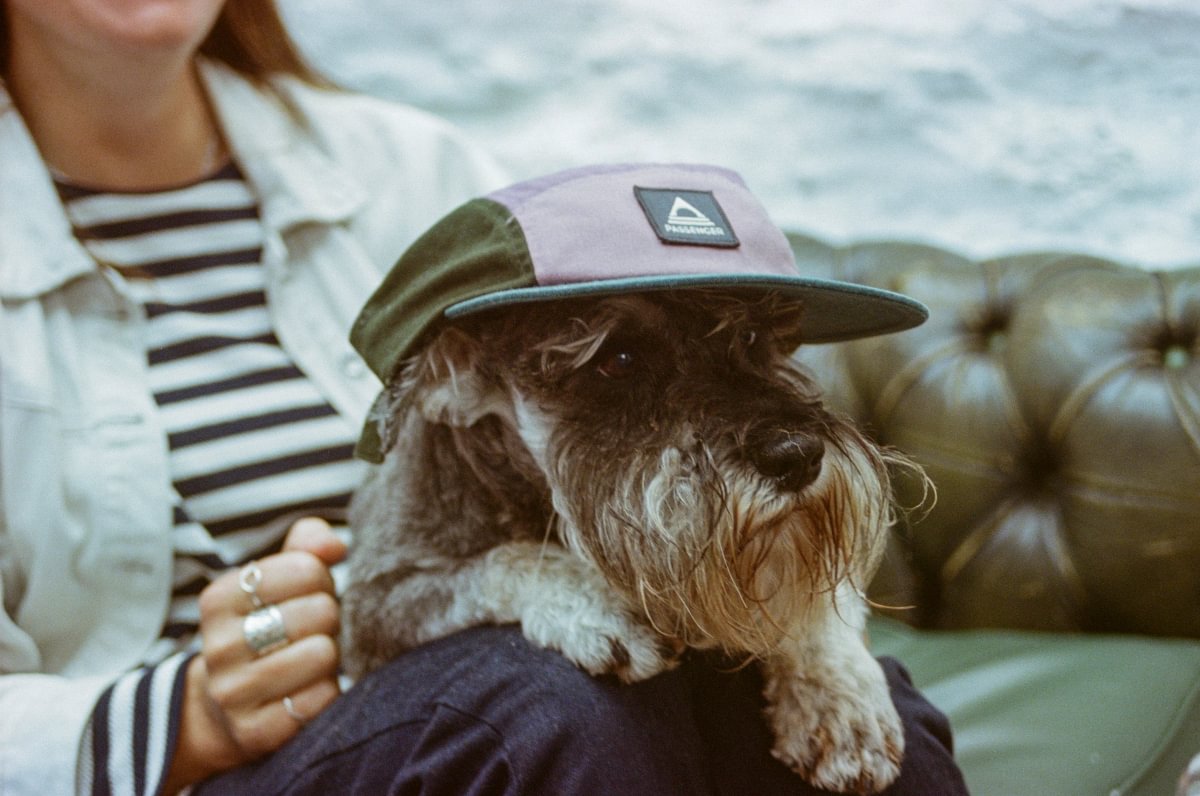 A small gray and white dog wearing a two-tone 5 panel cap with a pinkish-purple crown and dark green brim, sitting on a person's lap in front of a tufted leather sofa.